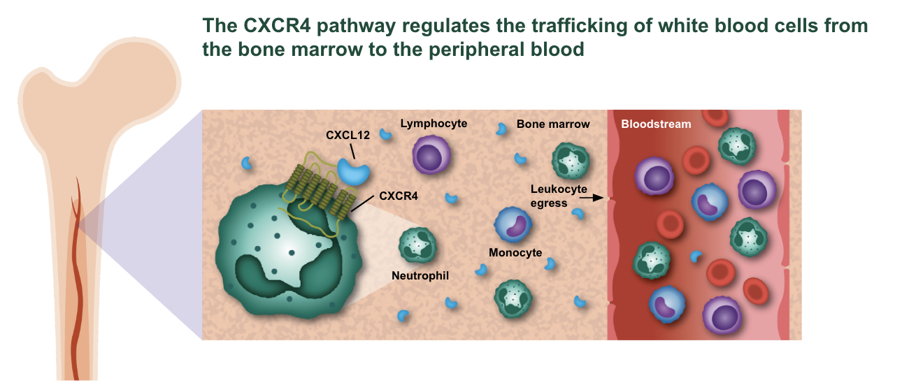 Diagram illustrating the CXCR4 pathway regulation of white blood cell movement from bone marrow to the bloodstream. A bone cross-section shows CXCR4 on a cell interacting with CXCL12, with cells like lymphocytes and neutrophils nearby. An arrow indicates leukocyte movement toward the bloodstream, where various white blood cells are depicted circulating.